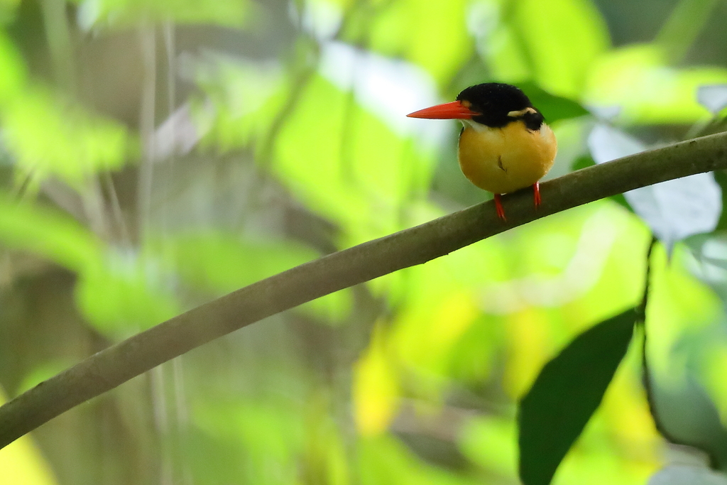 Buru Dwarf-Kingfisher (Ceyx cajeli) photo