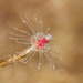 Hydrozoans - Photo (c) Abhishek Jamalabad, all rights reserved, uploaded by Abhishek Jamalabad