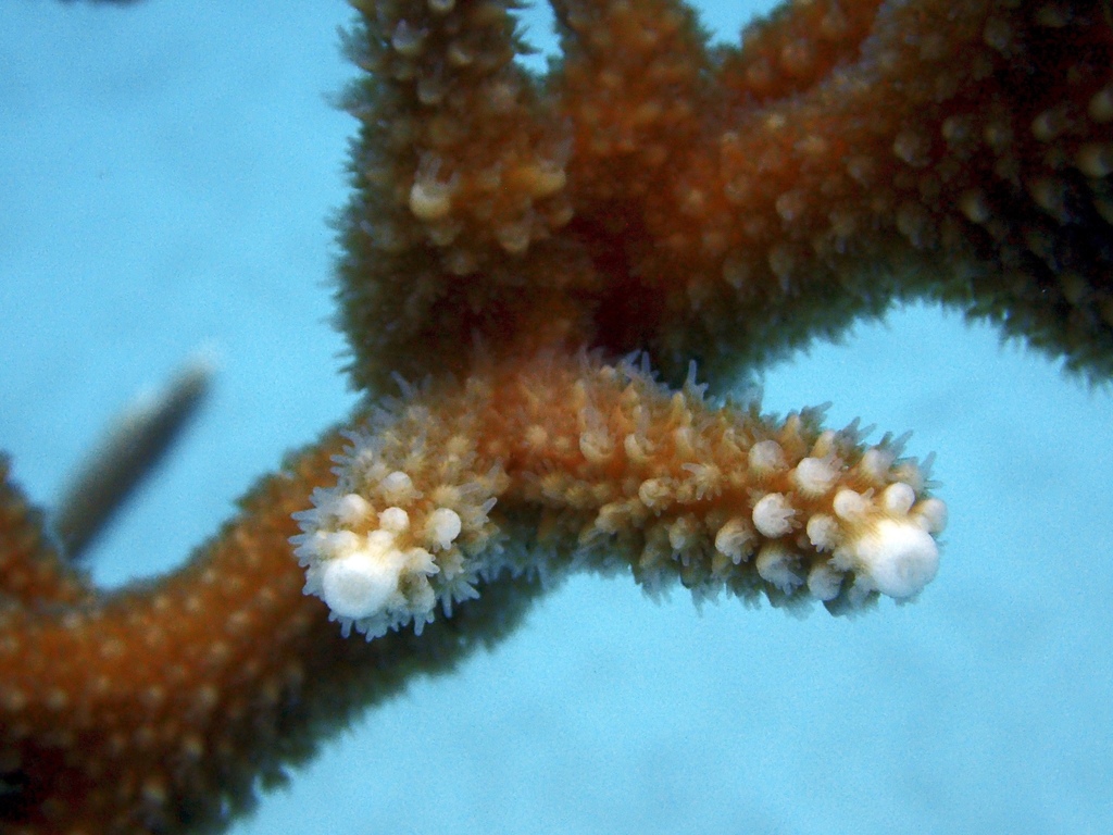 Acropora Cervicornis - Staghorn Coral #01101 – RocknReefs Inc.