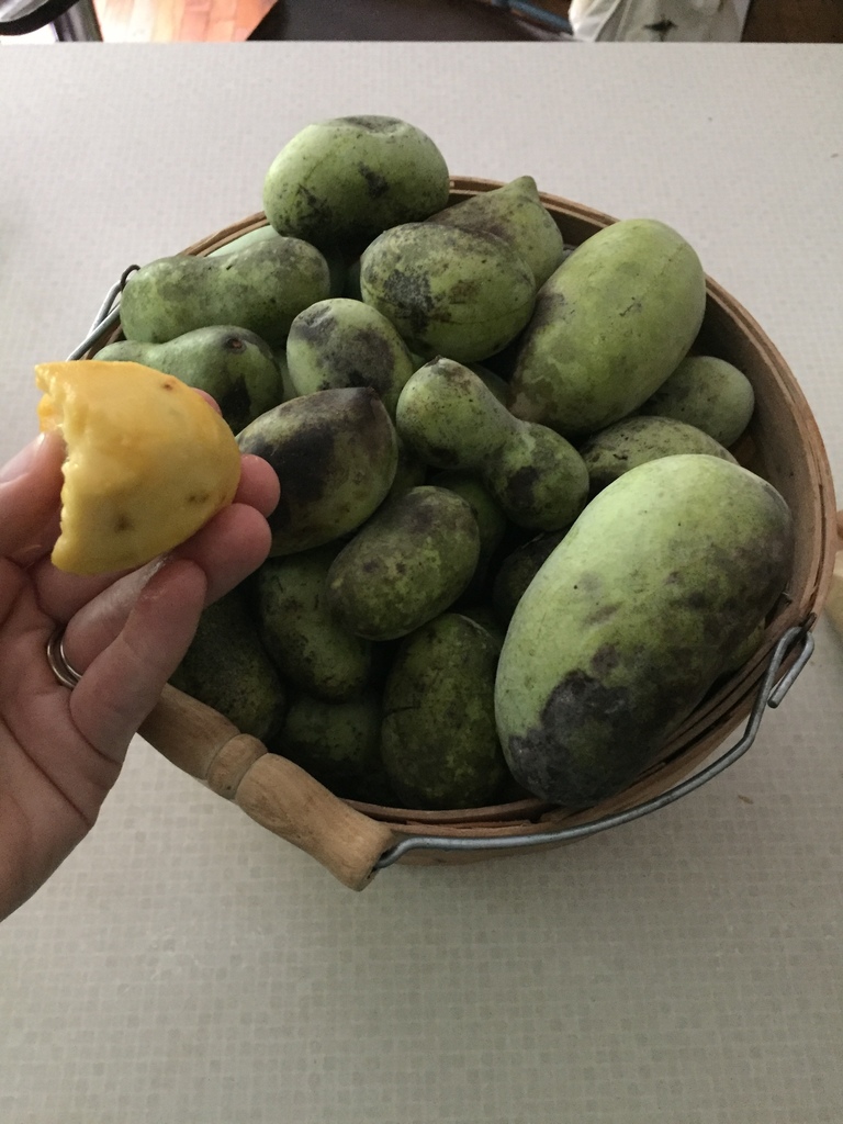 common pawpaw from 30171, Rydal, GA, US on September 1, 2018 at 03:48 ...