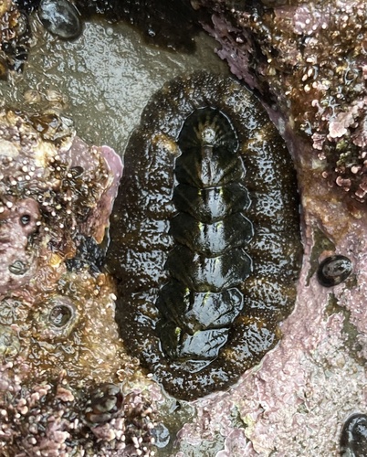 California Spiny Chiton