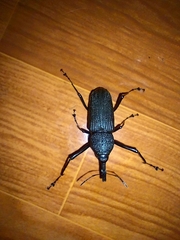 Rhinostomus barbirostris image