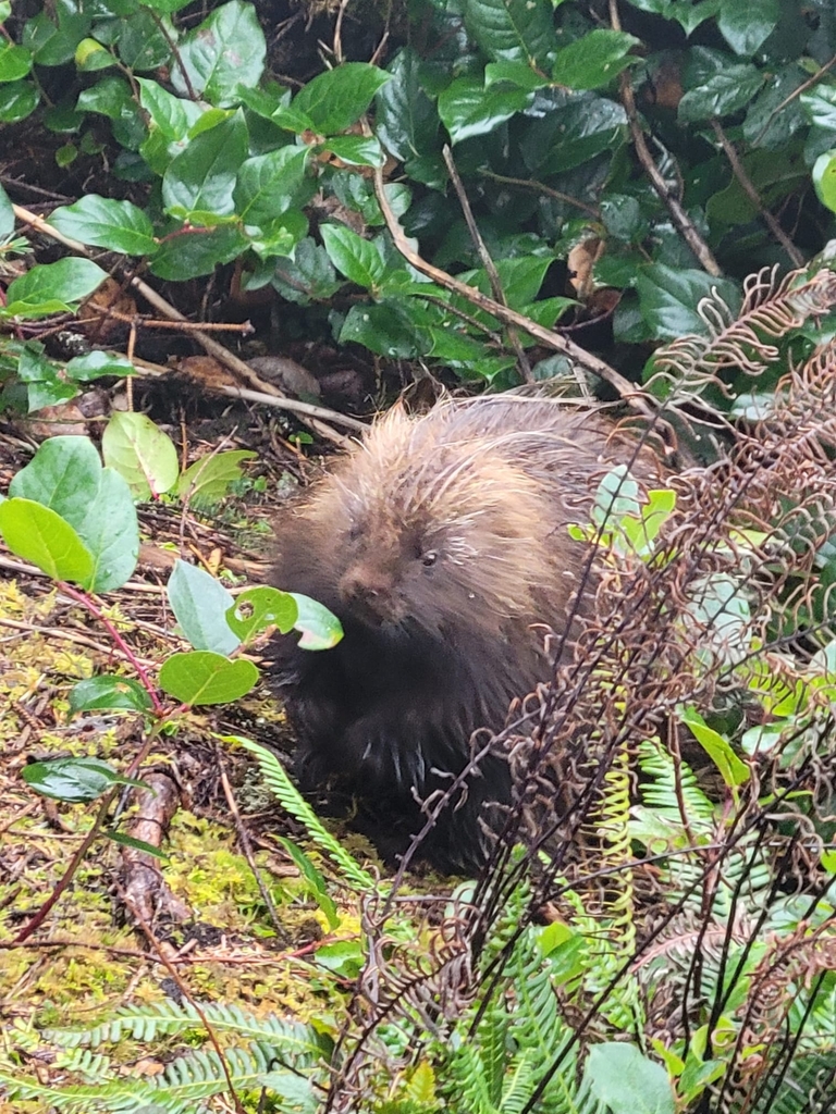 North American Porcupine from Coos Bay, OR, USA on December 22, 2022 at ...