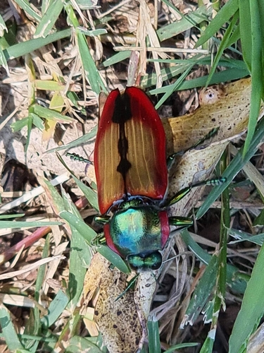 Temognatha affinis · iNaturalist