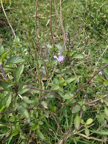 Blue Porterweed