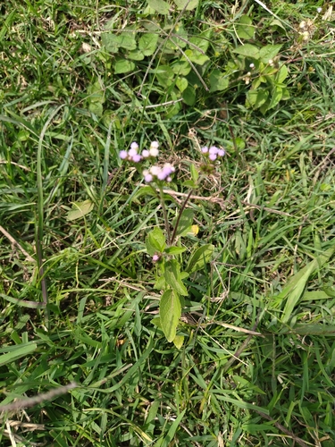 billygoat weed
