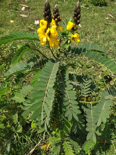 Peanut-Butter Cassia