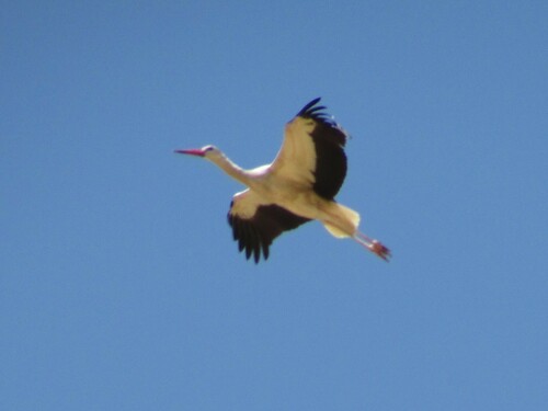 White Stork