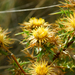 Carlina corymbosa - Photo (c) ToutTerrain, כל הזכויות שמורות, הועלה על ידי ToutTerrain