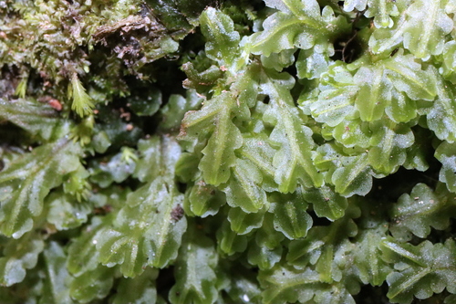 Symphyogyna rubritincta