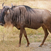 Common Wildebeest - Photo (c) Muhammad Mahdi Karim, some rights reserved (GFDL)
