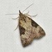 Hypena tristalis - Photo (c) Wonwoong Kim, all rights reserved, uploaded by Wonwoong Kim
