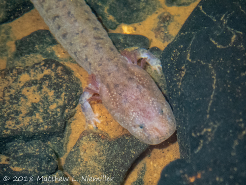 Tennessee Cave Salamander