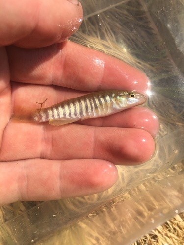 Plains Killifish