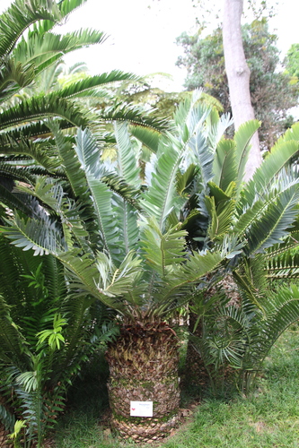 Encephalartos munchii
