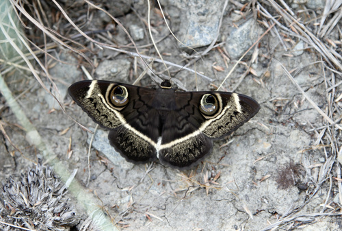 Creamstriped Owl