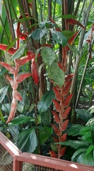 Heliconia vellerigera image