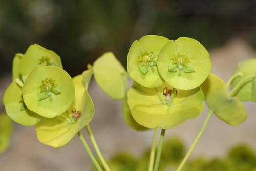 Euphorbia davisii