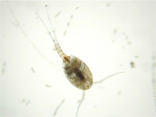 Eucyclops macrurus