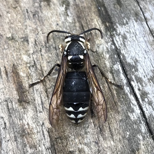 Dolichovespula maculata