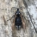 Bald-faced Hornet - Photo (c) Sara Schnackel, all rights reserved, uploaded by Sara Schnackel