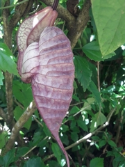 Aristolochia grandiflora image