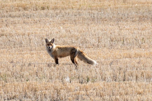 Red Fox