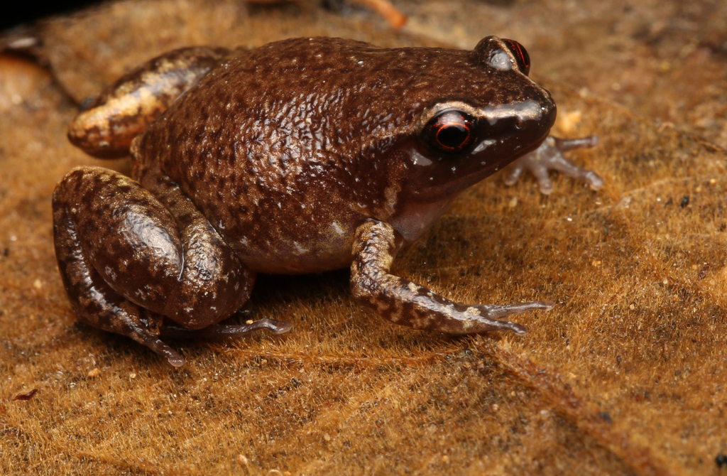 White-browed Whistling Frog