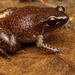White-browed Whistling Frog - Photo (c) Chadley Beranek, all rights reserved, uploaded by Chadley Beranek