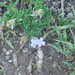 Verbena radicata - Photo 由 Mica 所上傳的 (c) Mica，保留所有權利