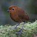 Equatorial Antpitta - Photo (c) LostInCR, all rights reserved, uploaded by LostInCR