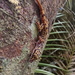 Halmahera Bent-toed Gecko - Photo (c) kphhimakova, all rights reserved, uploaded by kphhimakova