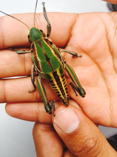 Brachystola mexicana