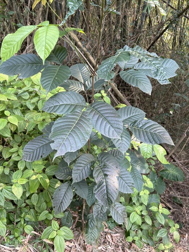 Sandoricum indicum
