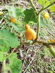 Image of Solanum mammosum