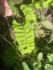 Adiantum philippense image