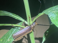 Orthomegas marechali image