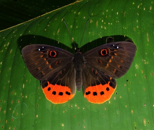 Eurybia donna