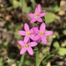 Slender Centaury - Photo (c) Frances, all rights reserved