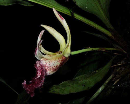 Euryblema with dark red and cream petals blossom in Ecuador