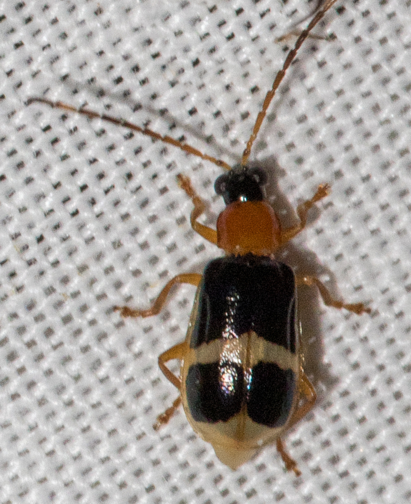 Diabrotica from Hatun Sumaku, Ecuador on February 7, 2018 at 0913 PM