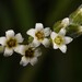 Heliotropium rotundifolium - Photo (c) Yehuda Sar Shalom, todos los derechos reservados, subido por Yehuda Sar Shalom