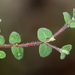 Euphorbia deltoidea pinetorum - Photo (c) Jay L. Keller, todos los derechos reservados