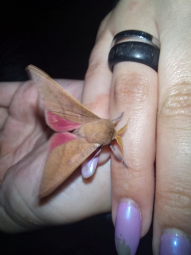 Adeloneivaia subangulata