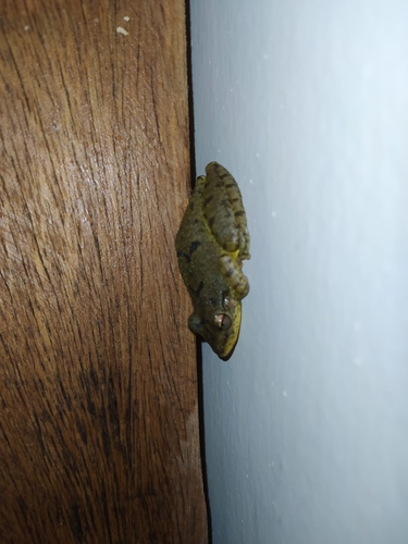 Fuscous-blotched Snouted Tree Frog