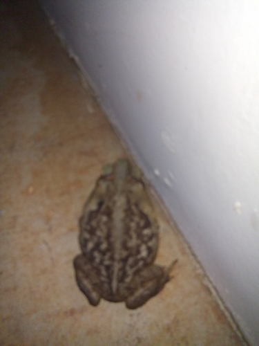 Cururu Toad