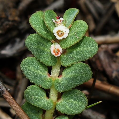sandmat (Chamaesyce pergamena)