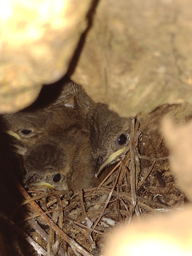 Southern House Wren