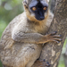 Common Brown Lemur - Photo (c) Кирилл, all rights reserved, uploaded by Кирилл