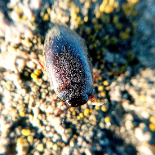 Hydroporus fuscipennis